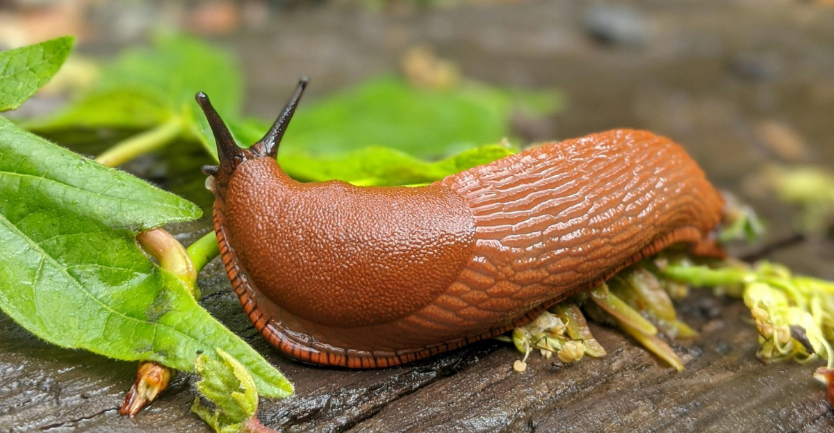 Slug on leaf